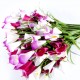 Fleur : Arum rose / Tige 91cm, artificielle