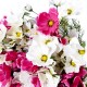 Fleur : cosomos / tiges de 10/12 fleurs