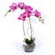 Composition : Vase verre + orchidées blanche ou fushia