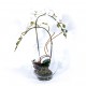 Composition : Vase verre + orchidées blanche ou fushia