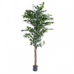 Ficus