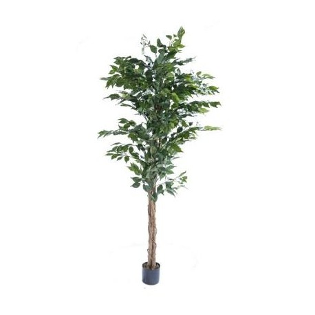 Ficus